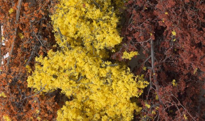 Hovedbilde Fine-Leaf Foliage™ Høstblanding - Woodland ...